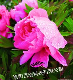 缘何洛阳“花(huā)开时节动京城”